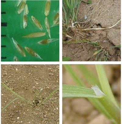 Black bent at four growth stages